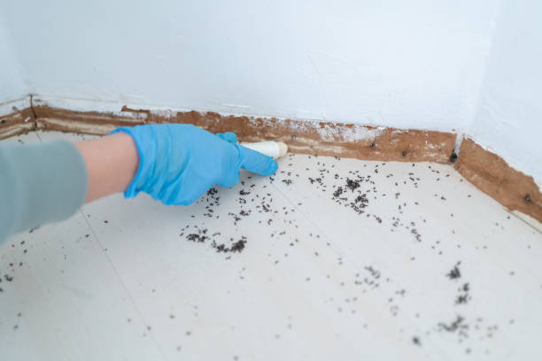 Best Termite Control Services  in East Palestine, OH